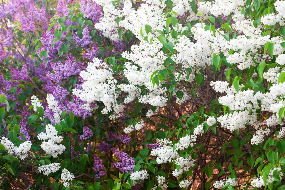 Similar – Foto Bild Sommer Blume Blüte weiß