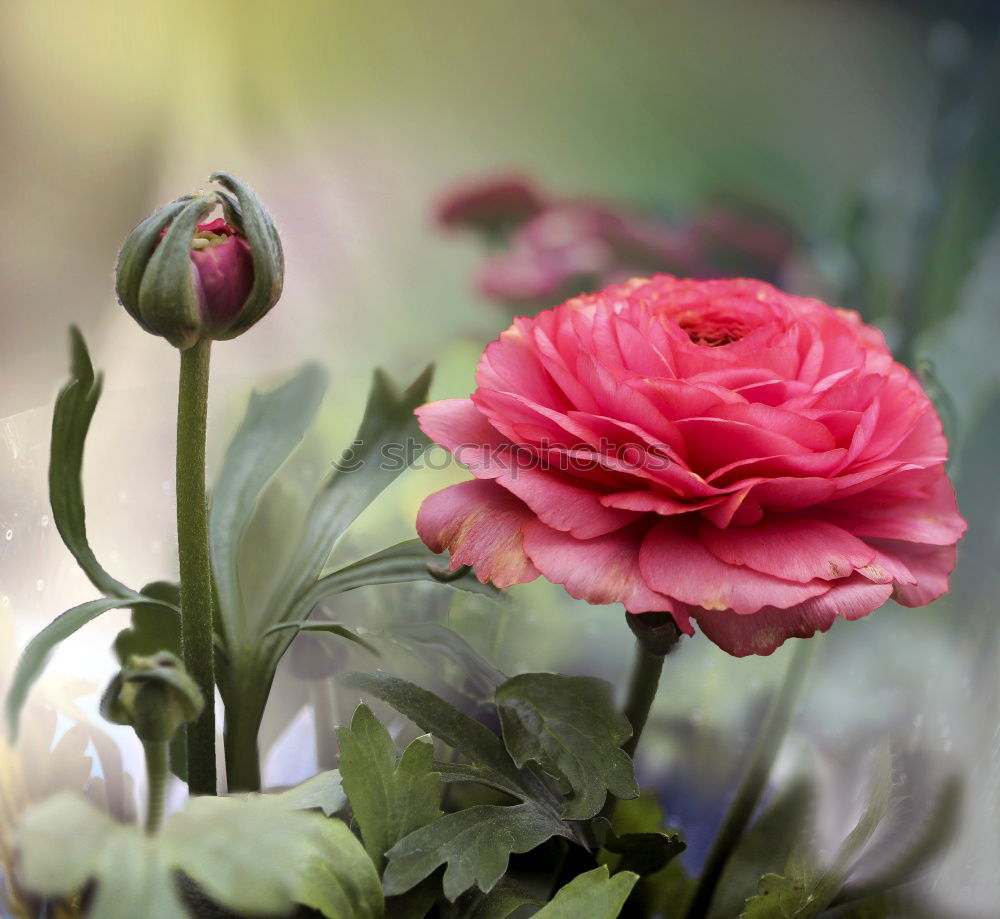 Similar – Old scissors and bunch of flowers