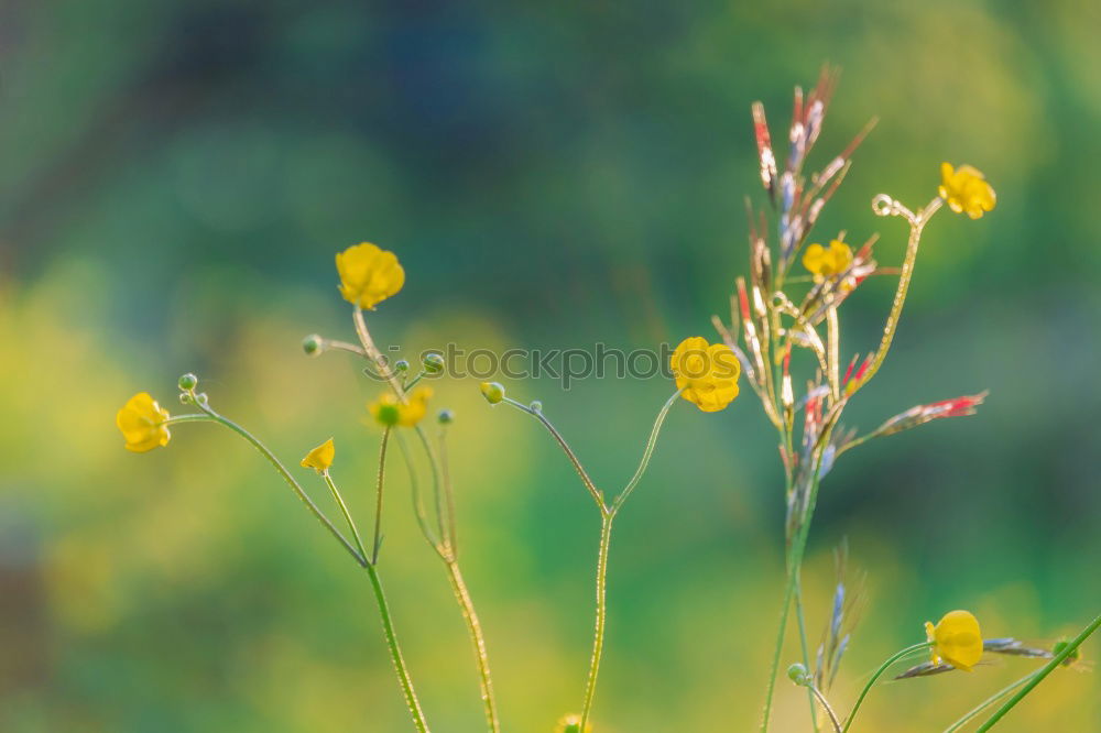 Similar – Flowers and Rust gelb