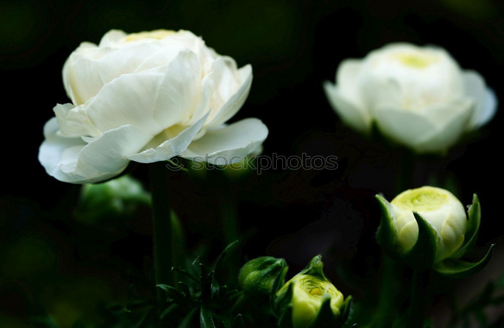 Similar – Image, Stock Photo poppy seed