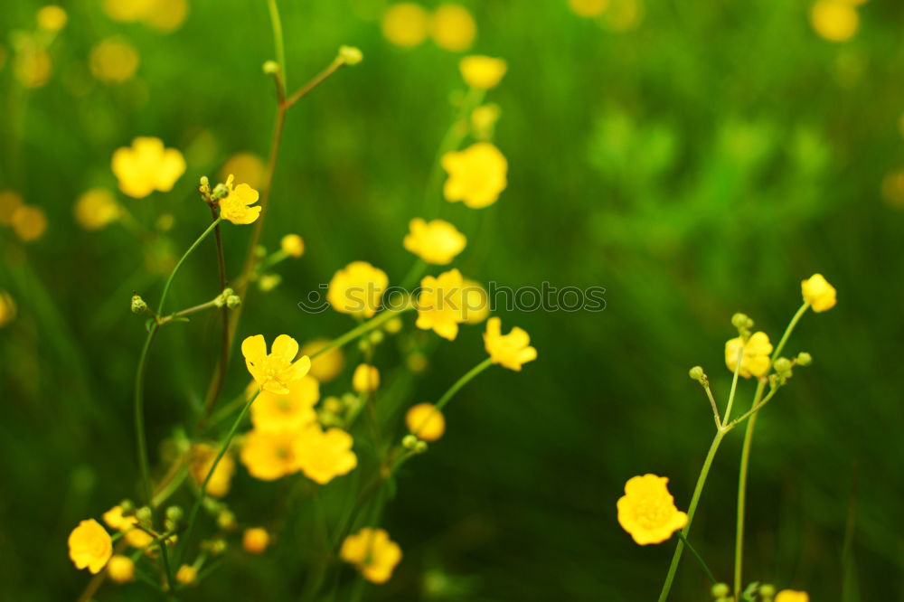 Similar – ranunculus acris gelb