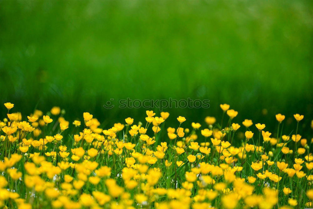 Similar – spring meadow Spring