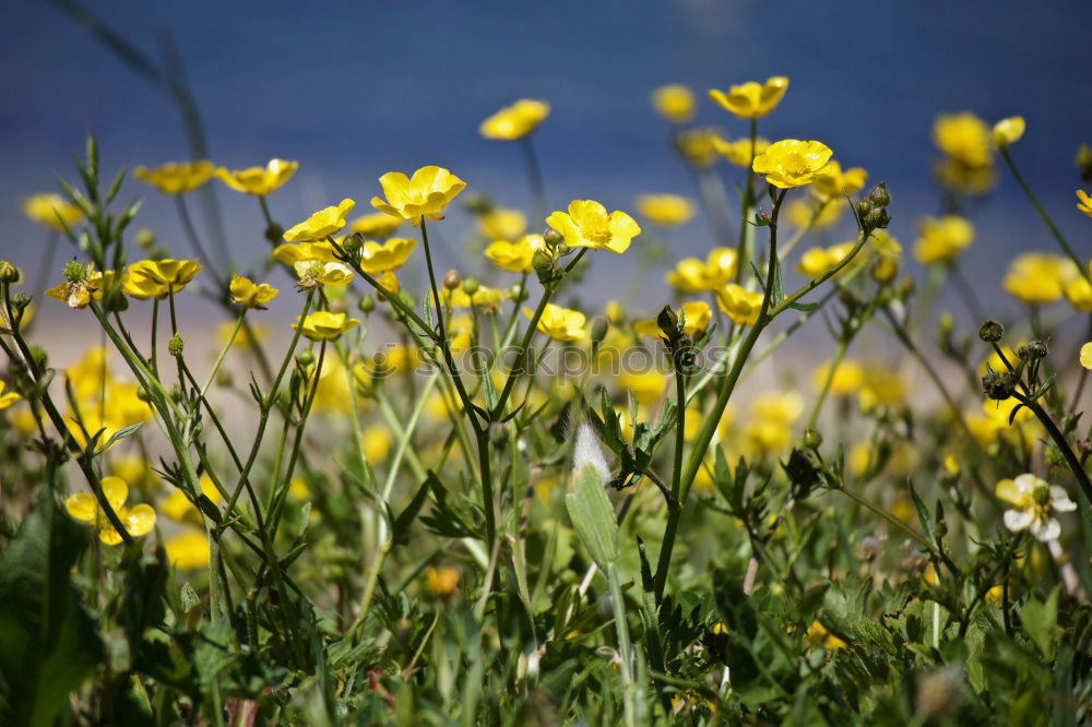 Similar – Image, Stock Photo what’s growing on the side of the road?