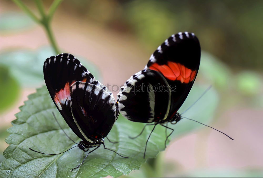 Similar – Image, Stock Photo butterfly in the morning…