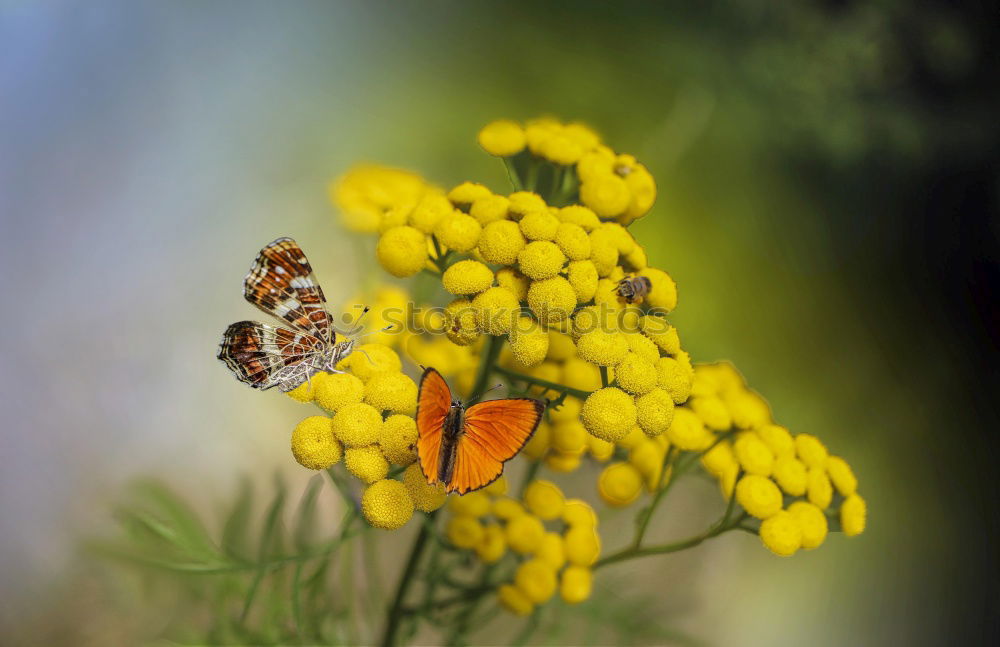 Similar – Image, Stock Photo Topping: ladybug on a flowering broccoli plant