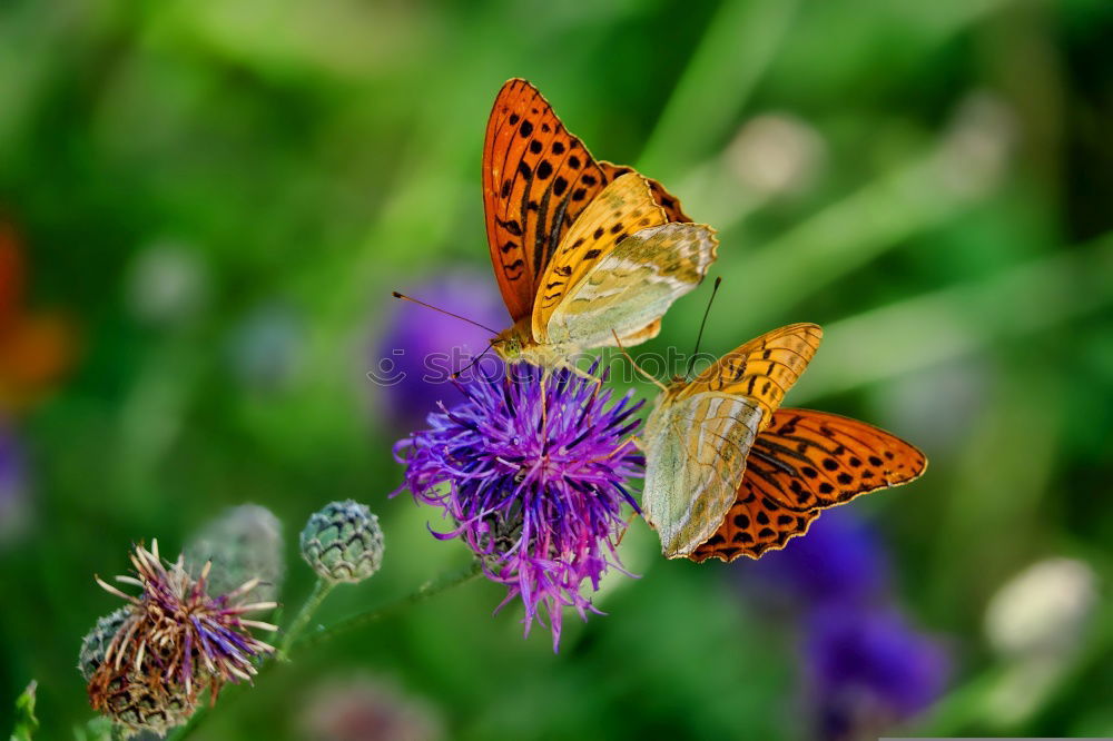 Similar – Image, Stock Photo Orange butterfly posed on mauve flowers