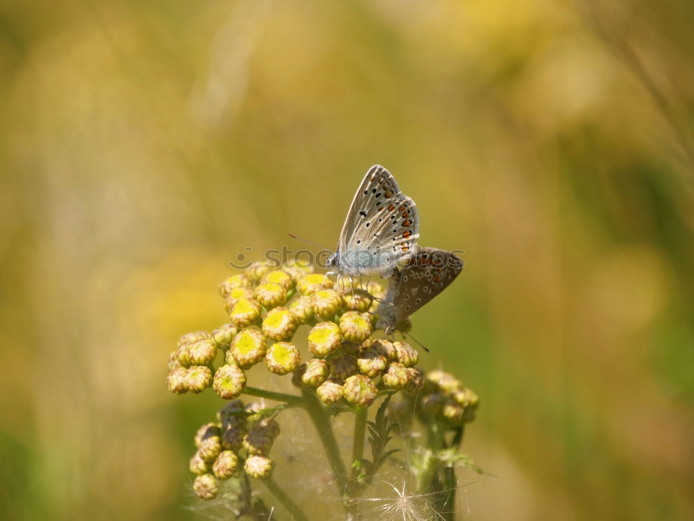 Similar – Old butterfly Environment