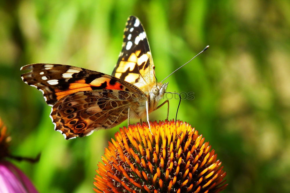 Similar – Zerschmetterling III