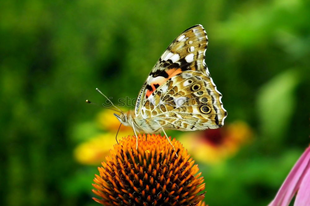 Similar – Image, Stock Photo butterfly :: butterfly