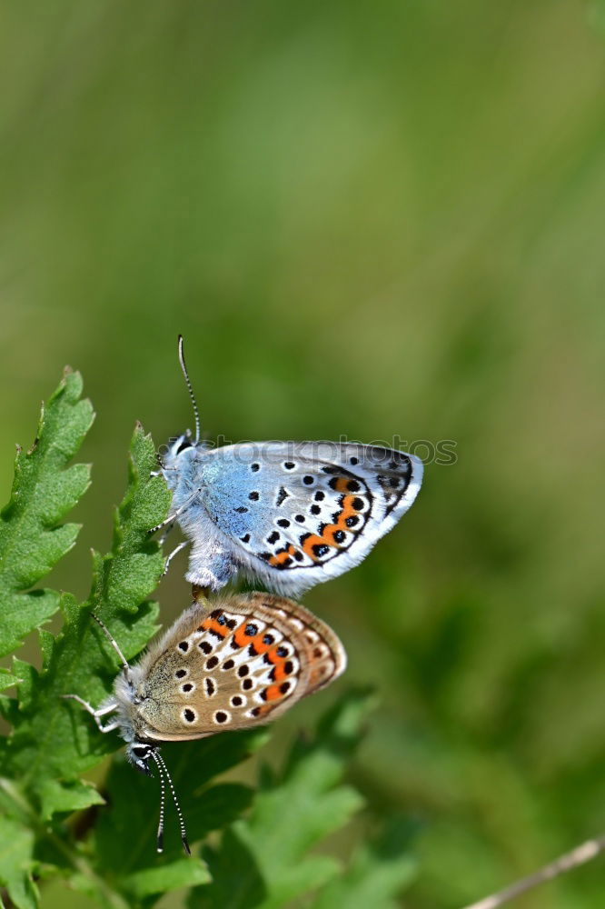 Similar – butterflies Nature Plant