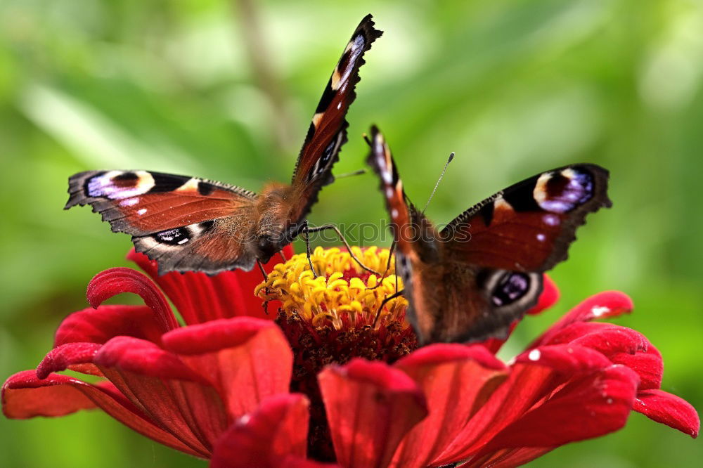 Similar – Schmetterling Blume