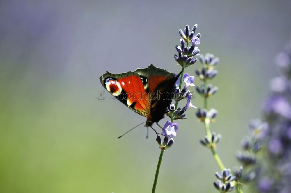 Similar – happy beetle Nature Plant