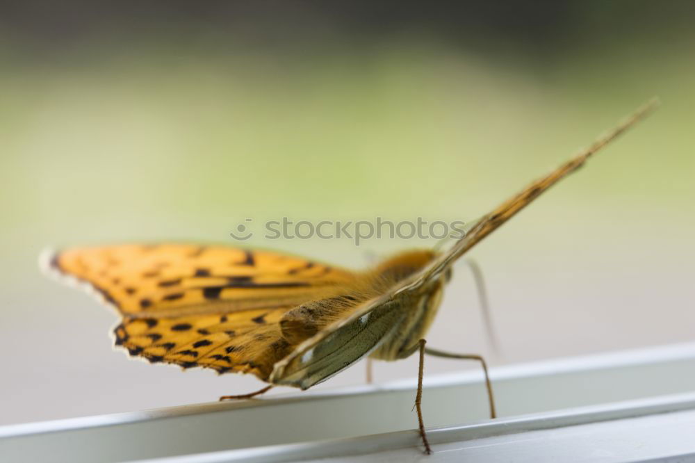 Similar – Image, Stock Photo Butterfly sits on the index finger of a hand