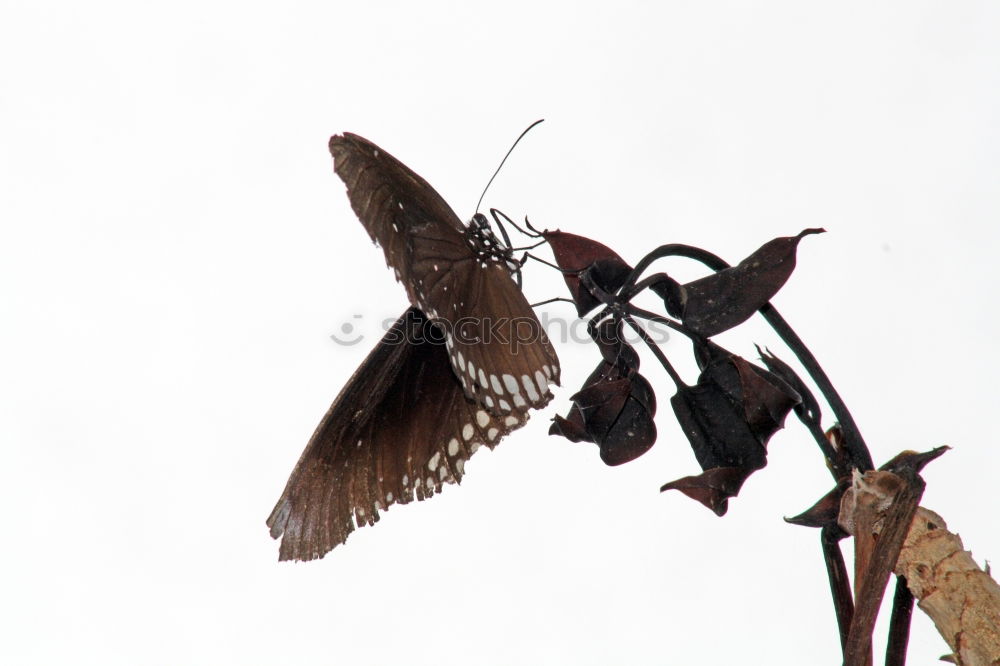 Similar – Foto Bild Krähenfüße Vogel Krallen