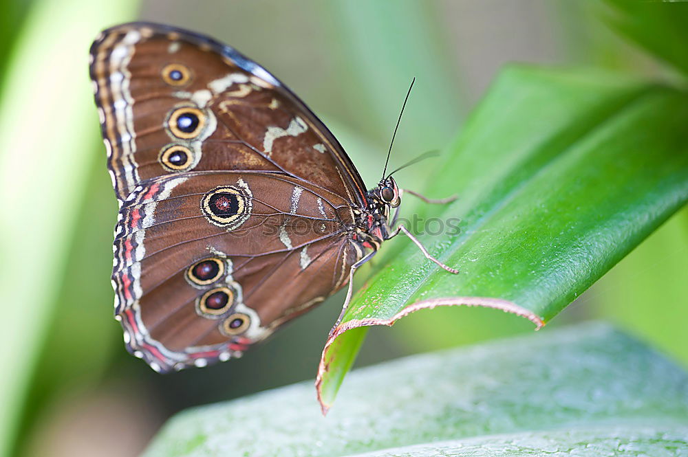 Similar – Image, Stock Photo lifelines Nature Plant