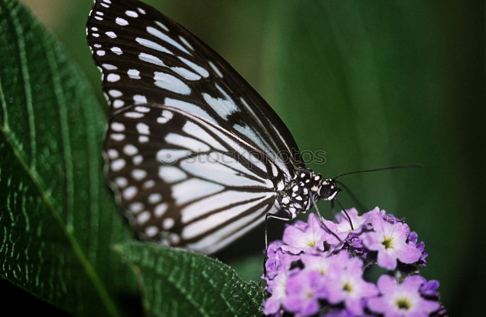 Similar – Monarch Danaus Plexippus