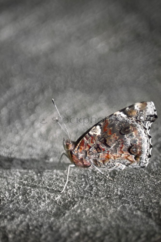 Similar – Image, Stock Photo Old butterfly Animal