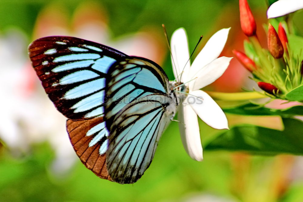 Similar – Image, Stock Photo butterfly in the morning…