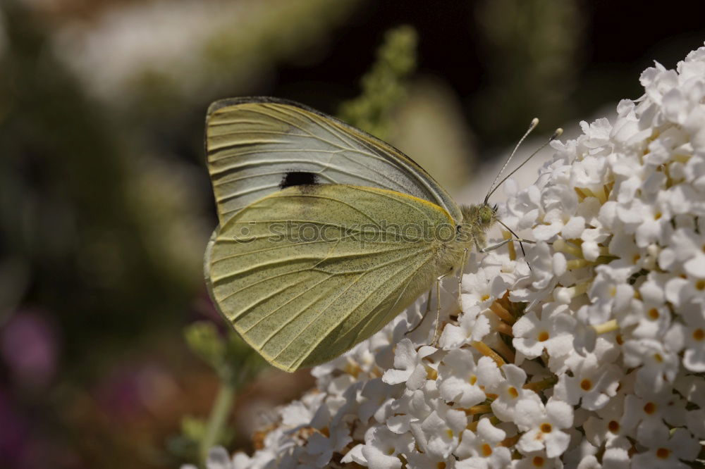 Similar – Image, Stock Photo Lightly beaten white at the nectar bar….