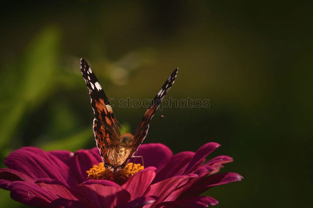 Similar – Image, Stock Photo admiral Plant Animal Sun