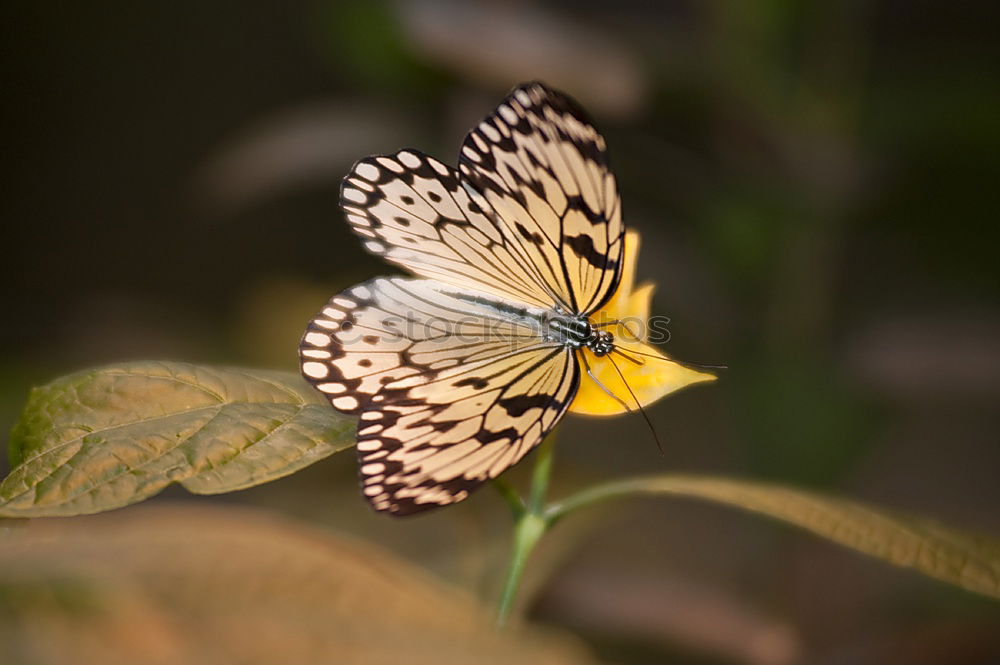 Similar – butterfly Schmetterling