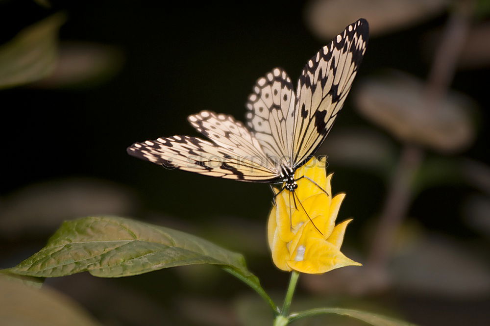 Similar – Butterfly Ling Animal 1