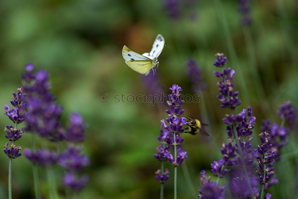 Similar – summer life Bumble bee