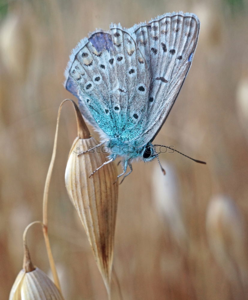 Similar – Image, Stock Photo resting in the bush Garden