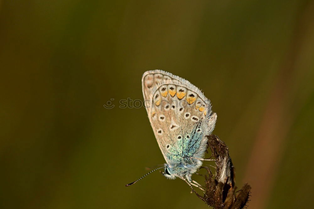 Similar – Image, Stock Photo butterfly Butterfly 1