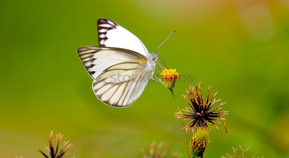 Similar – versteckt schön Natur