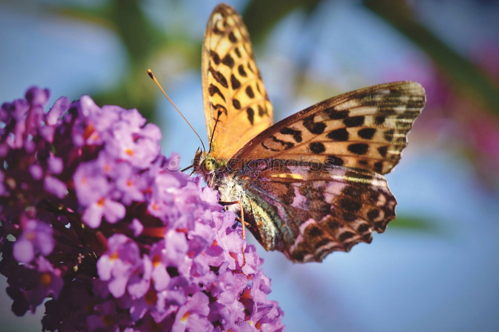 Similar – Image, Stock Photo sweet scent Nature Plant