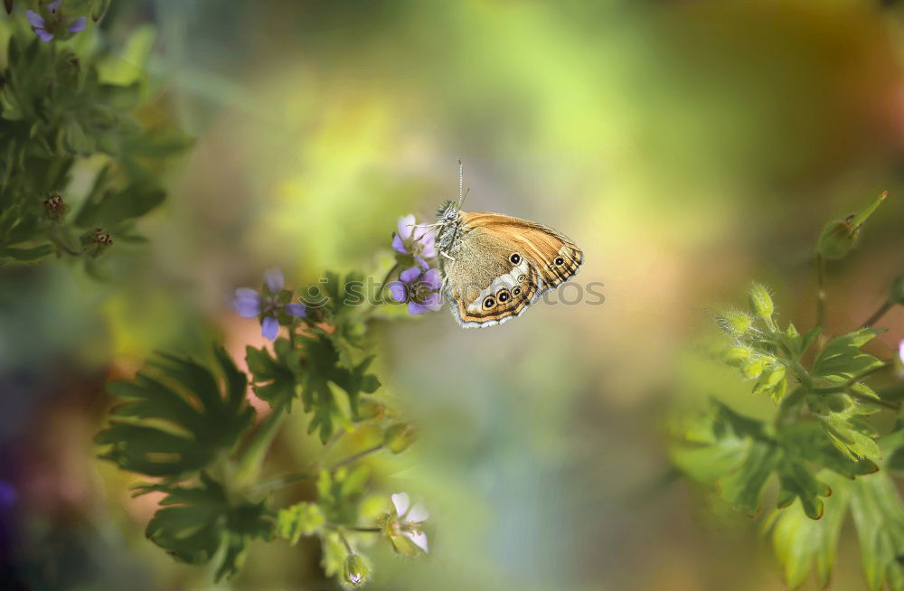 Similar – Old butterfly Environment