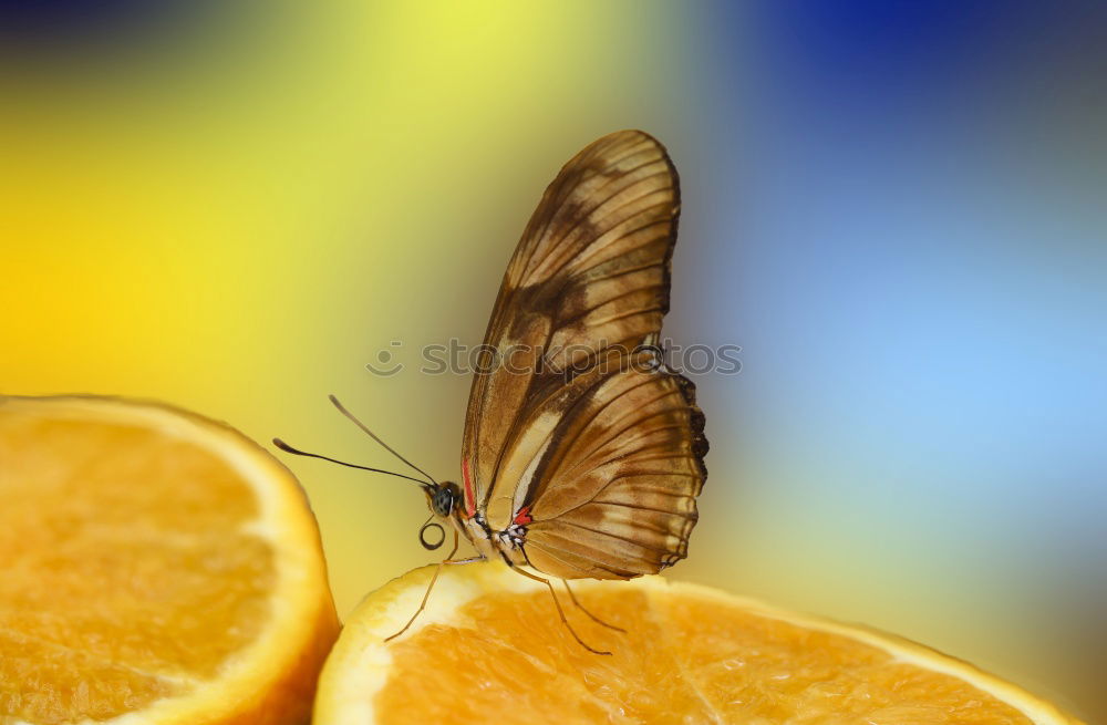 Similar – Image, Stock Photo Fresh cut oranges bio