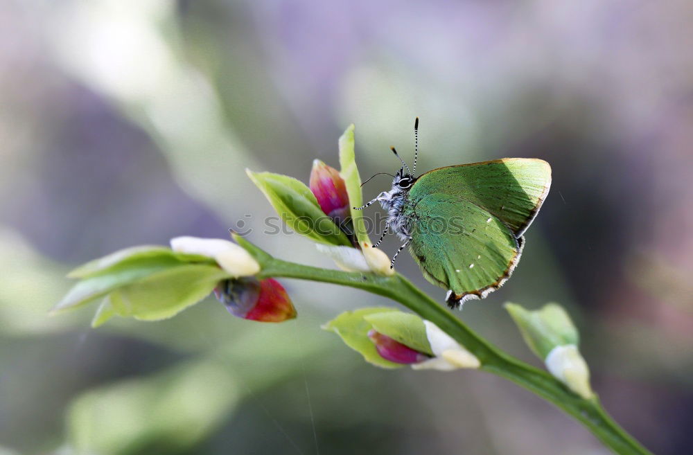 Similar – Image, Stock Photo Iridescent Scarab on Flower