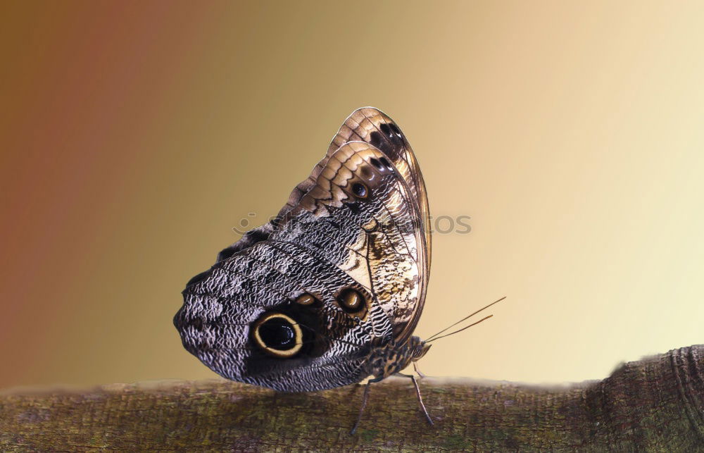 Similar – Peacock butterfly in September