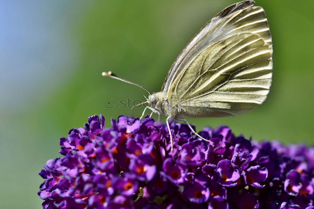 Similar – Image, Stock Photo Lightly beaten white at the nectar bar….