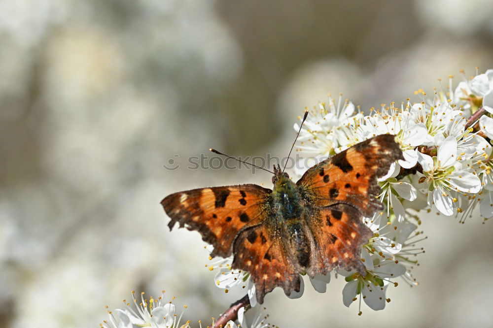 Similar – Image, Stock Photo It’s summer Nature Plant