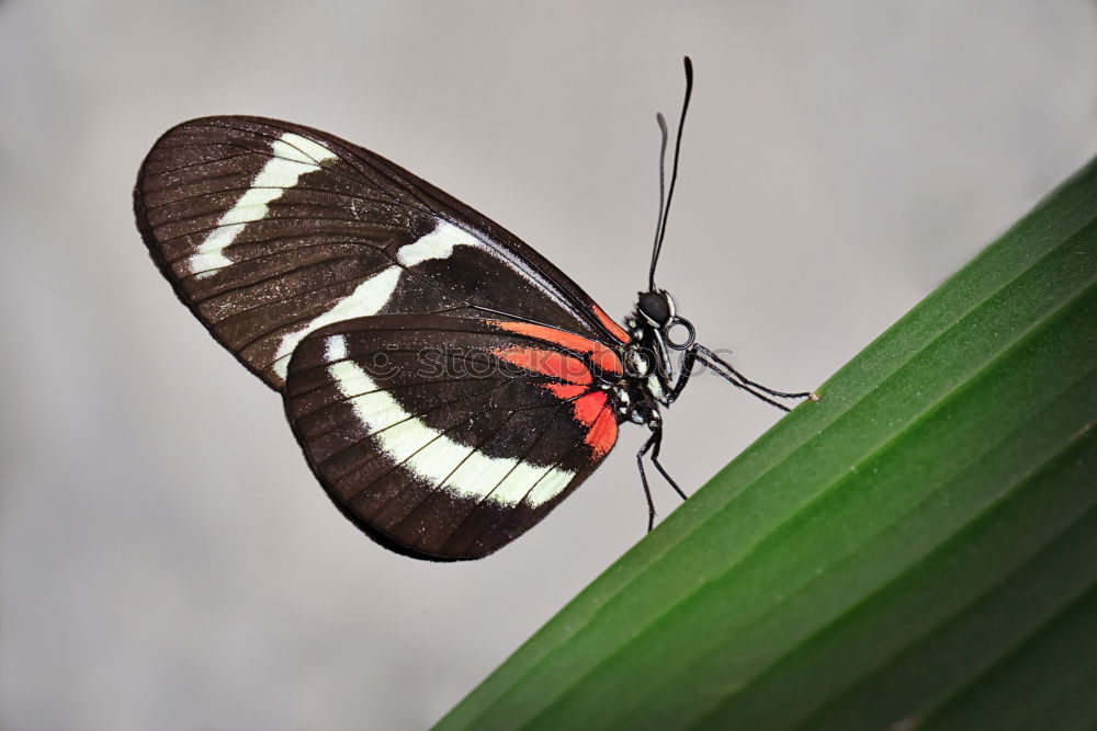 Similar – Filigree beauty Plant Leaf