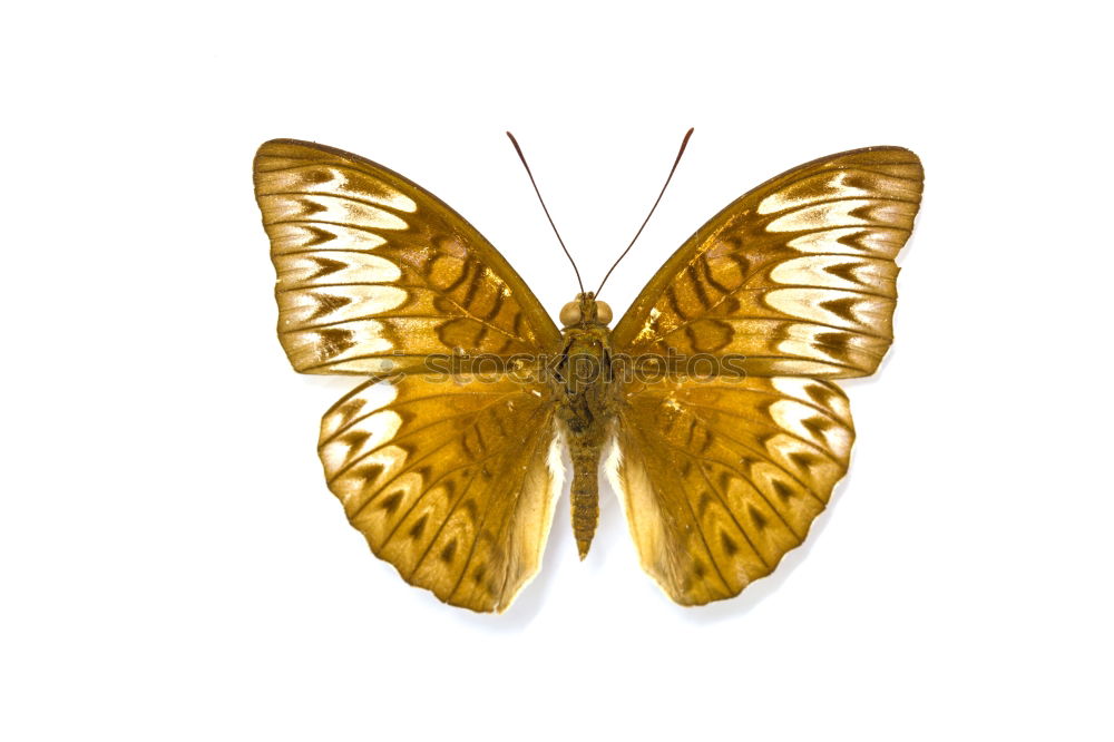 Similar – Butterfly gelb Insekt Tier