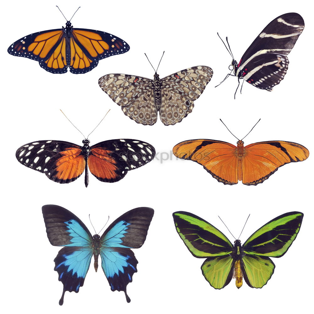 Similar – Image, Stock Photo Butterfly Group of animals