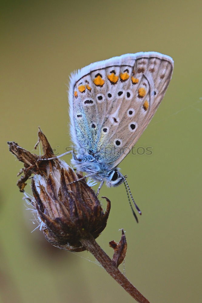 Similar – Image, Stock Photo butterfly Butterfly 1