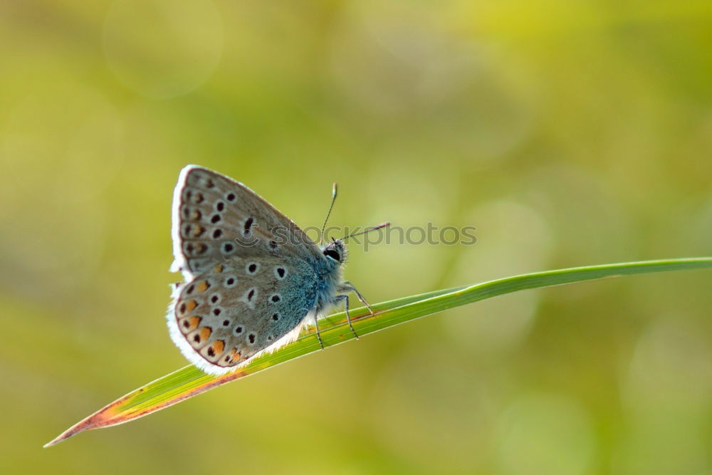 Similar – Brown forest bird on ribwort plantain