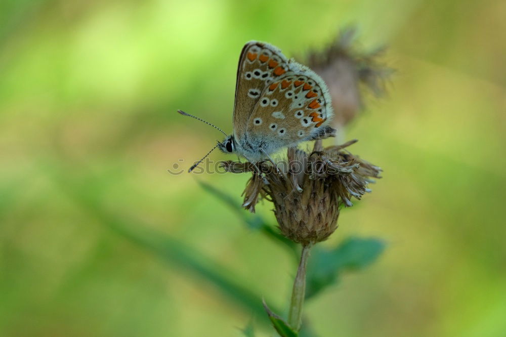 Similar – Brown forest bird on ribwort plantain