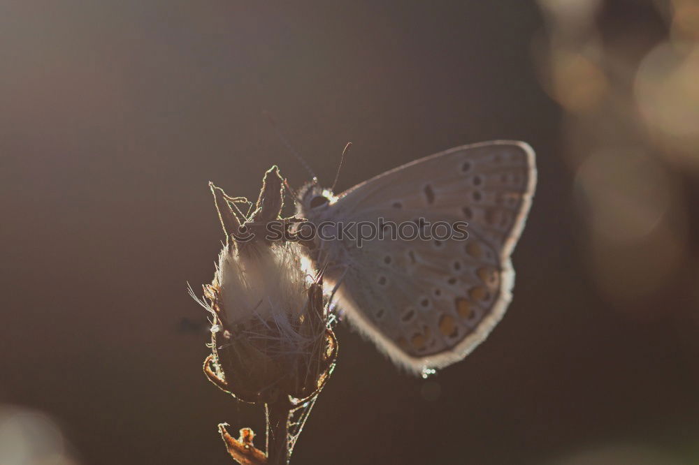 Similar – Image, Stock Photo Little Fox II Butterfly 1