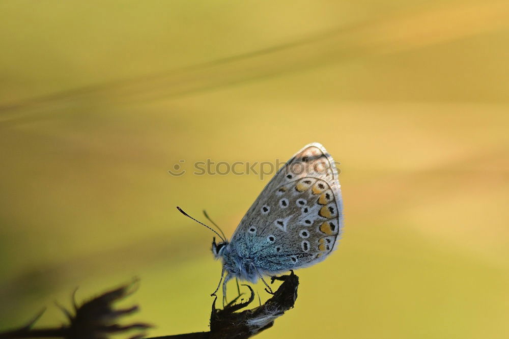 Similar – Brown forest bird on ribwort plantain