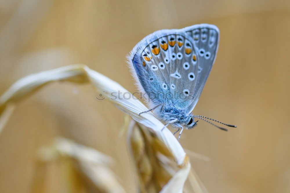 Similar – Image, Stock Photo Blue in the evening light