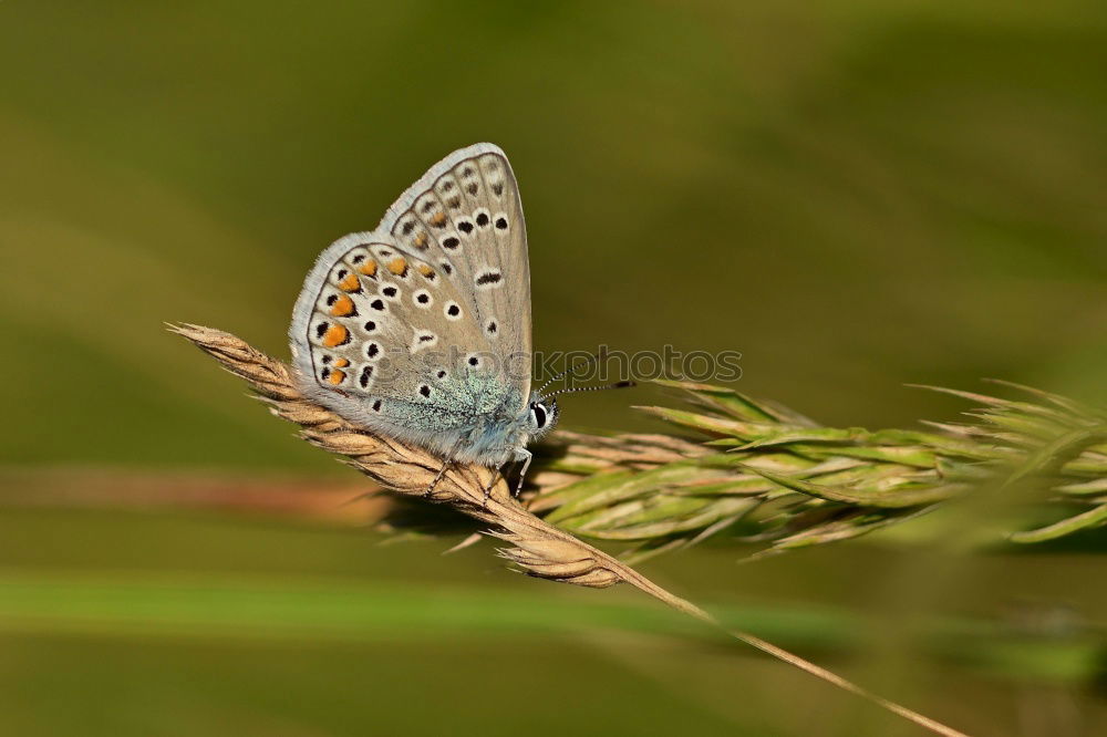 Similar – Image, Stock Photo butterfly Butterfly 1