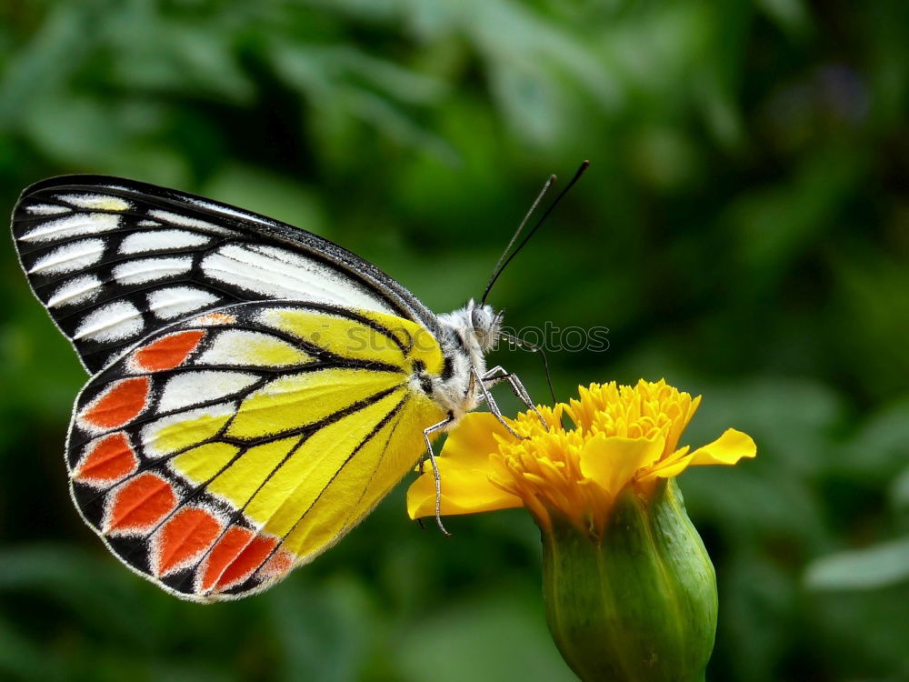 Similar – butterfly Schmetterling