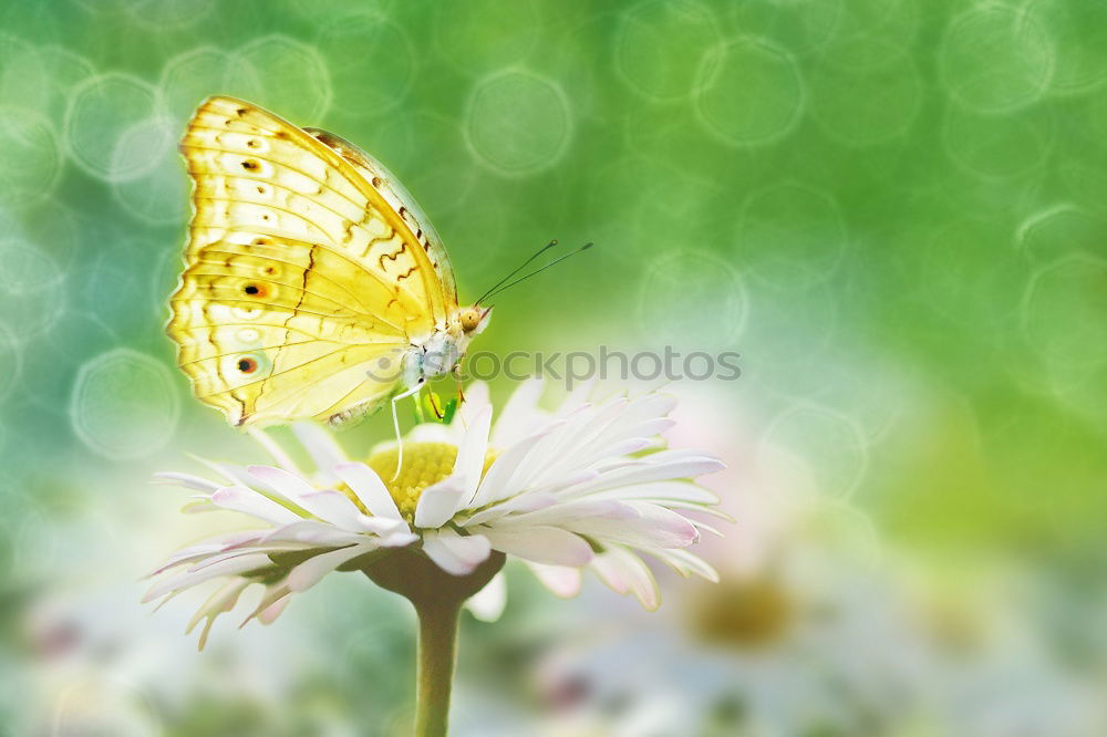 Similar – butterfly Nature Plant