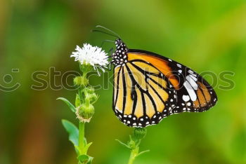 Similar – Monarch Danaus Plexippus